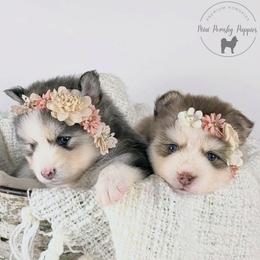 Lainey - Wolf sable female Pomsky puppy in Menahga, Minnesota from Mini Pomsky Puppies