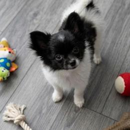 James - Black and white male Chihuahua puppy in Hicksville, New York from Seaside Chihuahuas LLC