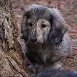 Halo - Brindle male Dachshund puppy in Kingman, Arizona from Diddle Bros Dachshunds