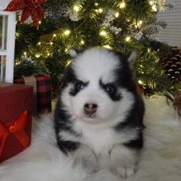 Pomsky Puppies from Arctic Star Pomskies