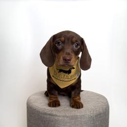 Dachshund Puppies from Truehearted Miniature Dachshunds