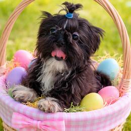 Garrett - Black and white male Shih Tzu puppy in Hillsdale, Michigan from Prairie Fen Farm