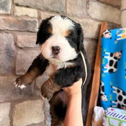 Bo Peep - Tri-color female Bernese Mountain Dog puppy in Fort Meade, Florida from Baldwin Dood Ranch