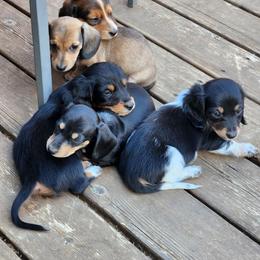 Dachshund puppies from Climate City Doxies