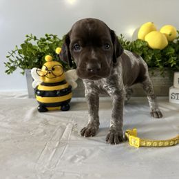 Orange,yellow - White and liver female German Shorthaired Pointer puppy in Newton Grove, North Carolina from Wayalife Labradors & Gsp’s