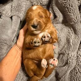Boy 3 - Red  male Goldendoodle puppy in Bradenton, Florida from Christianna’s Mini Goldendoodles