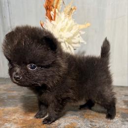 Vixen - Black female Pomeranian puppy in Orange Grove, Texas from Davis Poms