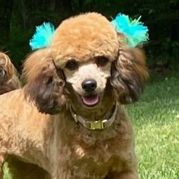 Poodles from Jess’s Darling Poodles