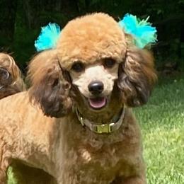 Poodles from Jess’s Darling Poodles