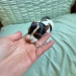 Female parti - Parti female Yorkshire Terrier puppy in Pikeville, North Carolina from A Yorkie’s World