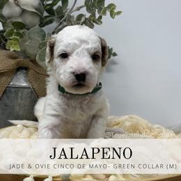 JALAPEÑO - Green Collar - Parti male Goldendoodle puppy in Watertown, New York from True Friend Doodles