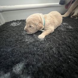 Golden Retriever Puppies from ATW Retrievers