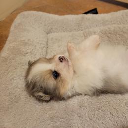 Pomeranian Puppies from Pitter Patter Poms