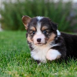 Taffy - Black and tan female Pembroke Welsh Corgi puppy in Mona, Utah from Sorensen Corgis