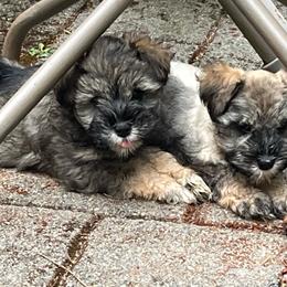 Roxy - Black female Miniature Schnauzer puppy in Port Orchard, Washington from Silver Bells Miniature Schnauzers