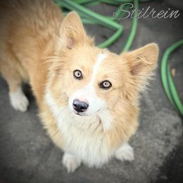 Bunny (spayed) - Blue Pembroke Welsh Corgi puppy in Texas from Stilrein