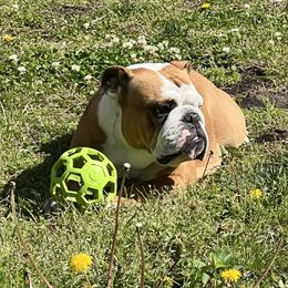 Malibu - Bulldog