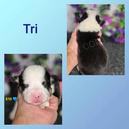 E10 - Black and tan male Pembroke Welsh Corgi puppy in Jacksonville, Texas from ArmnalegRanch LLC