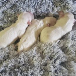Maltese puppies from Vazquez Maltese