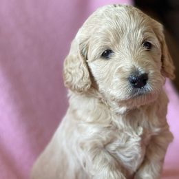 Girl 4 - Goldendoodle puppy in Reno, Nevada from B Doodles