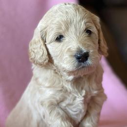 Girl 4 - Goldendoodle puppy in Reno, Nevada from B Doodles