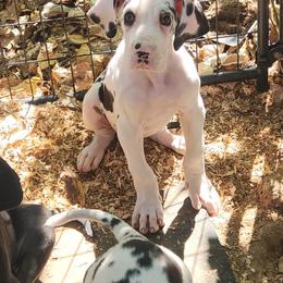Harlequin male - Harlequin male Great Dane puppy in Gig Harbor, Washington from Lakaya Danes