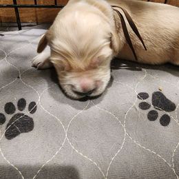 Brown - Golden male Golden Retriever puppy in Lucasville, Ohio from Halo Kennels