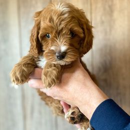 Cavapoo and Goldendoodle Puppies from A2Z Doodles