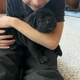Pink collar - Black female Boerboel puppy in Rockford, Illinois from Adoraboerboels