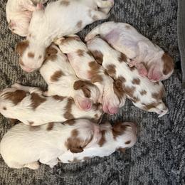 Cavapoo puppies from Bluegrass River Newfoundlands