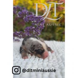 Miniature Australian Shepherd Puppies from DLT MiniAussie
