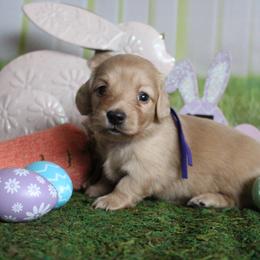 Violet - Cream female Dachshund puppy in Pace, Florida from Shoebox Doxie’s