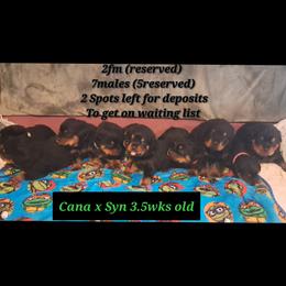 Boy 8 - Black and mahogany male Rottweiler puppy in De Witt, Iowa from Irish Eyes Kennels