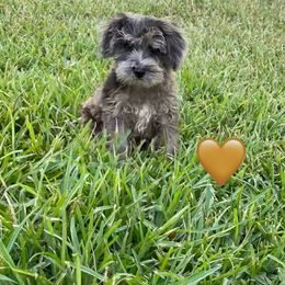 Gold heart - Brown male Schnoodle puppy in El Campo, Texas from Savannah's Schnauzers
