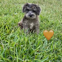 Gold heart - Brown male Schnoodle puppy in El Campo, Texas from Savannah's Schnauzers