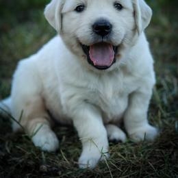 Golden Retriever Puppies from Webb's Wold Kennels