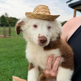 Boy 5 - Red tri male Miniature Australian Shepherd puppy in Arcadia, Indiana from Sunset Cowgirl Mini Aussies