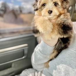 Aussiedoodle and Miniature Schnauzer Puppies from Southern Paws Kennels