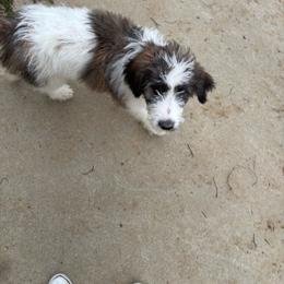 Blue - Brindle and white female Saint Berdoodle puppy in Batavia, Ohio from Donciedoodlesohio.com