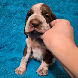 Noelle - White and chestnut female Bracco Italiano puppy in Silver Summit, Utah from Snow Peak Kennel