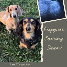 Dachshund puppies from Double B Dachshunds