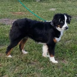 Miniature Australian Shepherd and Toy Australian Shepherd All Grown Up from Long's lil Aussies