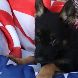 Mostly DDR East German Male 7503 - Black and red male German Shepherd puppy in Newville Al, Alabama from Triple S DDR German Shepherds