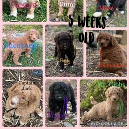 Poodle Puppies from Stunningly Sweet Standards