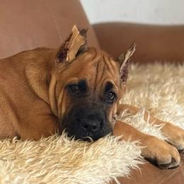 Hot Pink - Fawn female Cane Corso puppy in Paris, Texas from Knucklehead Cane Corso