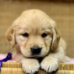 Miss Dark Purple - Golden female Golden Retriever puppy in Tonasket, Washington from Denzil’s Goldens