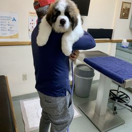 Saint Bernard Puppies from St Bernard Kingdom, LLC
