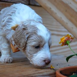 Goldendoodles and Poodles from High Cotton Doodles