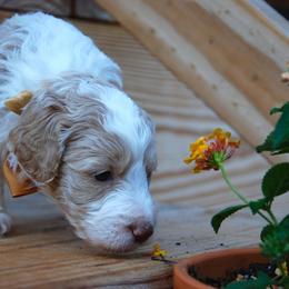 Goldendoodles and Poodles from High Cotton Doodles