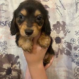 Black and tan Boy - Black and tan male Dachshund puppy in California from Wild Weenies - Dachshund Ranch